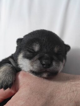 Shiba inu Welpen - 2