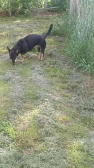 Müssen uns  leider von unseren Hund trennen dackel mudi Misc - 2