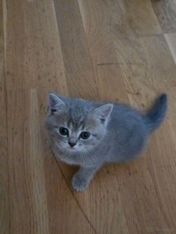 Bkh Kater sucht noch zuhause - 2