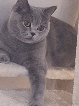 Bkh katze - 2
