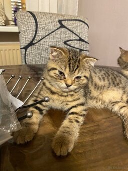 Katze - 2