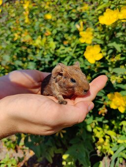 Meerschweinchenbabys zu verkaufen - 2