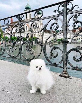 Pomeranian-Welpen zu verkaufen - 2
