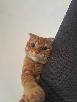 Scottish-Fold-Kätzchen zu verkaufen - 2