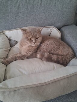 Britisch kurhaar Katze - 2