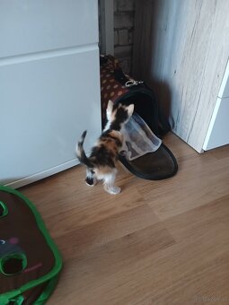 Baby Katze - 2