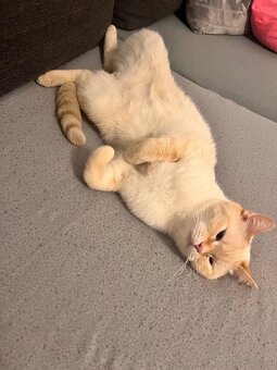 Katze sucht neues zu Hause - 2