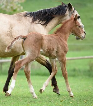 Lusitano Hengst PSL - 2