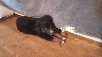 Mischlings Welpen - 2