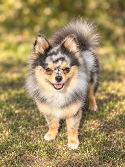 Merle Pomeranian Deckrüde, Stammbaum - 2
