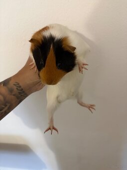 Junge Meerschweinchen-Dame "Jenny" (Weibchen, aus Zoohande - 2