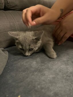 BKH katzen 2 Männchen und 2 Weibchen - 2