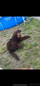 Labrador mix 1 jahr ( Dringend ) - 2