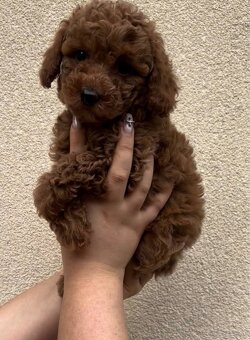 Bezaubernder Toypudel Oskar sucht ein Zuhause 🐩 - 2