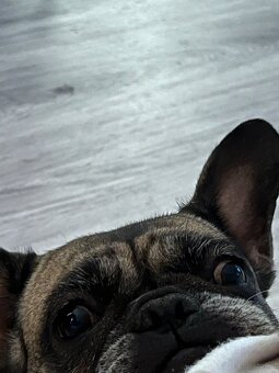 Französische Bulldoggen - 2