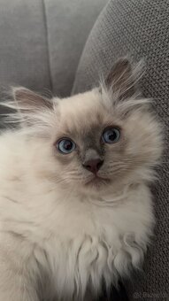 2 Ragdoll-Kater (8 Monate) suchen zusammen ein zu Hause - 2