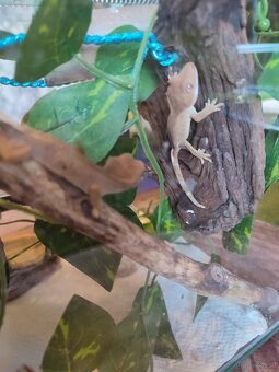 Kronengecko Jungtiere - 2