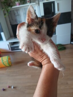 Baby Katze, Kater - 2