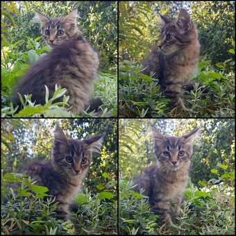 Maine Coon Kitten suchen Herzensplätze - 2