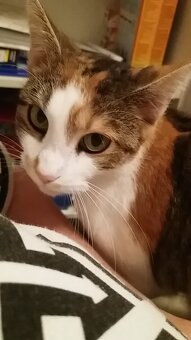 Liebevolle 10 Jährige Katze sucht ein Zuhause - 2