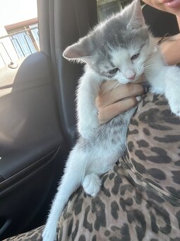 Baby Katzen - 2