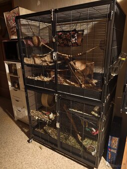 2 süsse Degus 9 Monate alt mit Käfig zu vergeben - 2