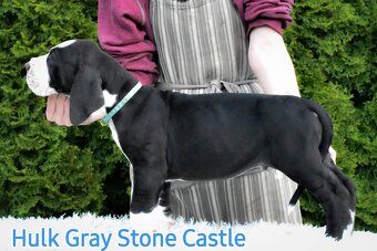 Deutsche Dogge mit Stammbaum - 2
