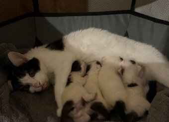 Katzenbabies suchen liebesvolles zuhause - 2