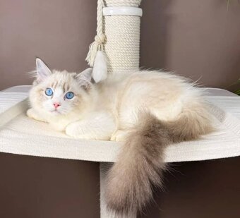 Wunderschöne Ragdoll- und Maine-Coon-Kätzchen abzugeben - 2