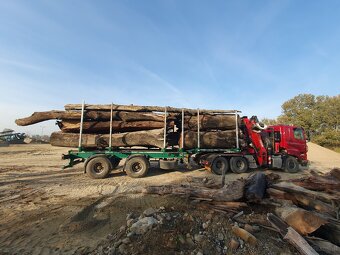 Subfossile Eichenstämme - Mooreiche - 2