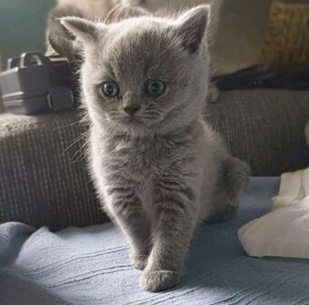 Bkh Kitten - 2