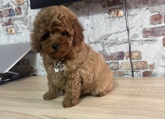 Traumhafter Mini-Toy-Pudel Welpe sucht sein Glück 🐩✨ - 2