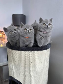 Britisch shorthair--BKH Kitten - 2