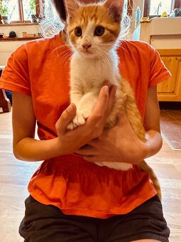 Katze - 2