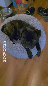 Französische Bulldogge - 2