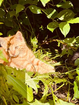 Katze - 2