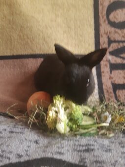 Zwergkaninchen Baby zu vergeben - 2