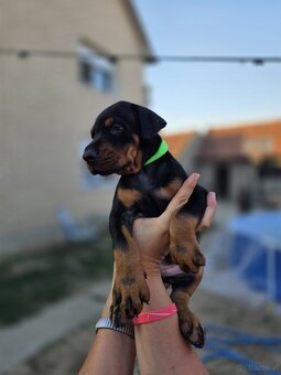 Dobermann Welpen mit FCI-Ahnentafel - 2