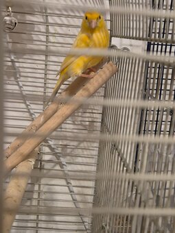 Kanarienvogel Jung - 2