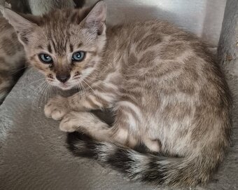 Bengalkitten , katzen mit Stammbaum - 2