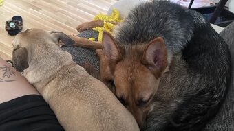 Hund - 2