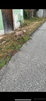 Hund - 2