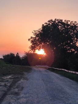 Katze gesucht Bengal od siam - 2