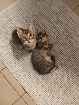 Baby Katzen - 2