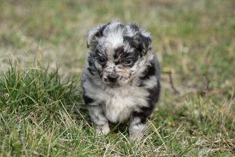 Mu-Chi (Mudi x Chihuahua) Welpen zu verkaufen - 2