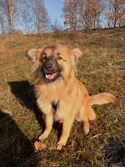 Mischlingshündin - 2