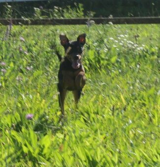 Zwergpinscher Hündin sucht neues Traumzuhause - 2