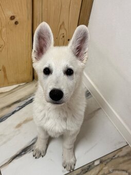 Weißer Schweizer Schäferhund - 2