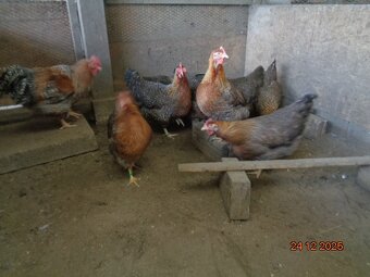 Bruteier Bielefelder kennfarbig - 2