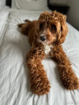 Cavapoo die unglaubliche süße Entstehung zweier toller Rasse - 2
